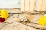 Tortoise trinket keeper