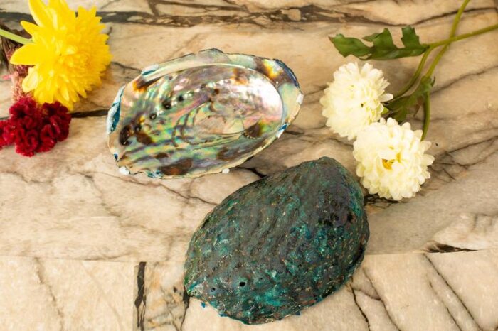 Abalone shell soap dish - Image 3