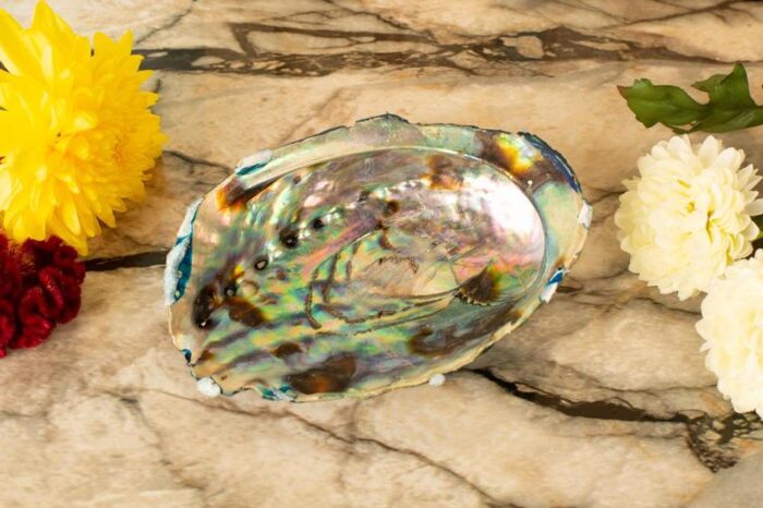 Abalone shell soap dish - Image 2