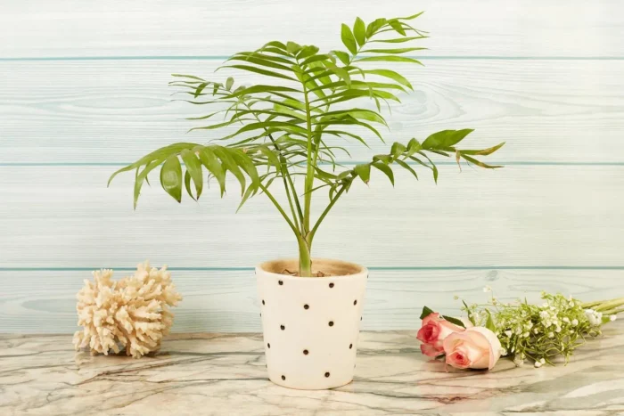 Polka dotted planter set - Image 3